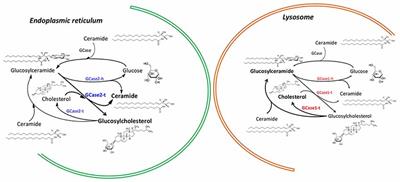 Glucocerebrosidase Mutations and Synucleinopathies. Potential Role of Sterylglucosides and Relevance of Studying Both GBA1 and GBA2 Genes